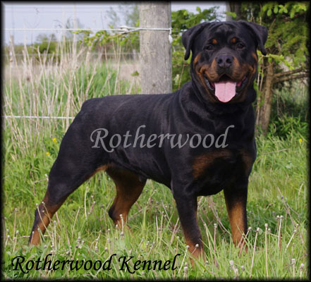 Admore Shelby von Rotherwood